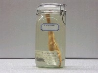 藏品(日本牛尾魚)的圖片